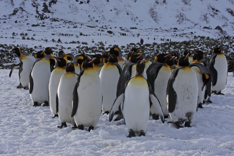 IMG_4182c.jpg - King Penguin (Aptenodytes patagonicus)